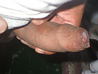 DSCF0603.JPG